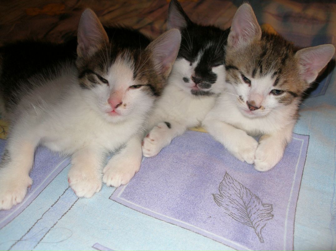 Артем Малашкевич | Киев