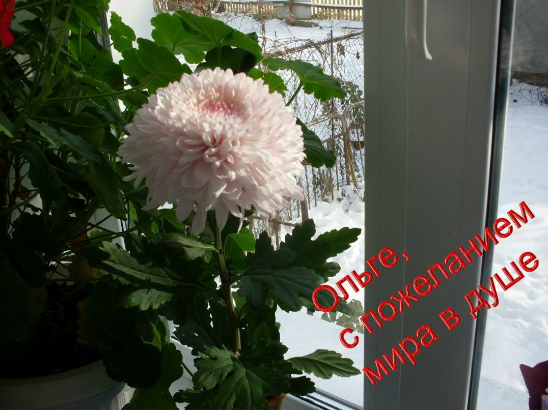 Антонина Куликова | Фролово