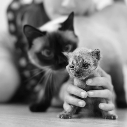 №24, Сакине Ильясова, Симферополь №24, Сакине Ильясова, Симферополь