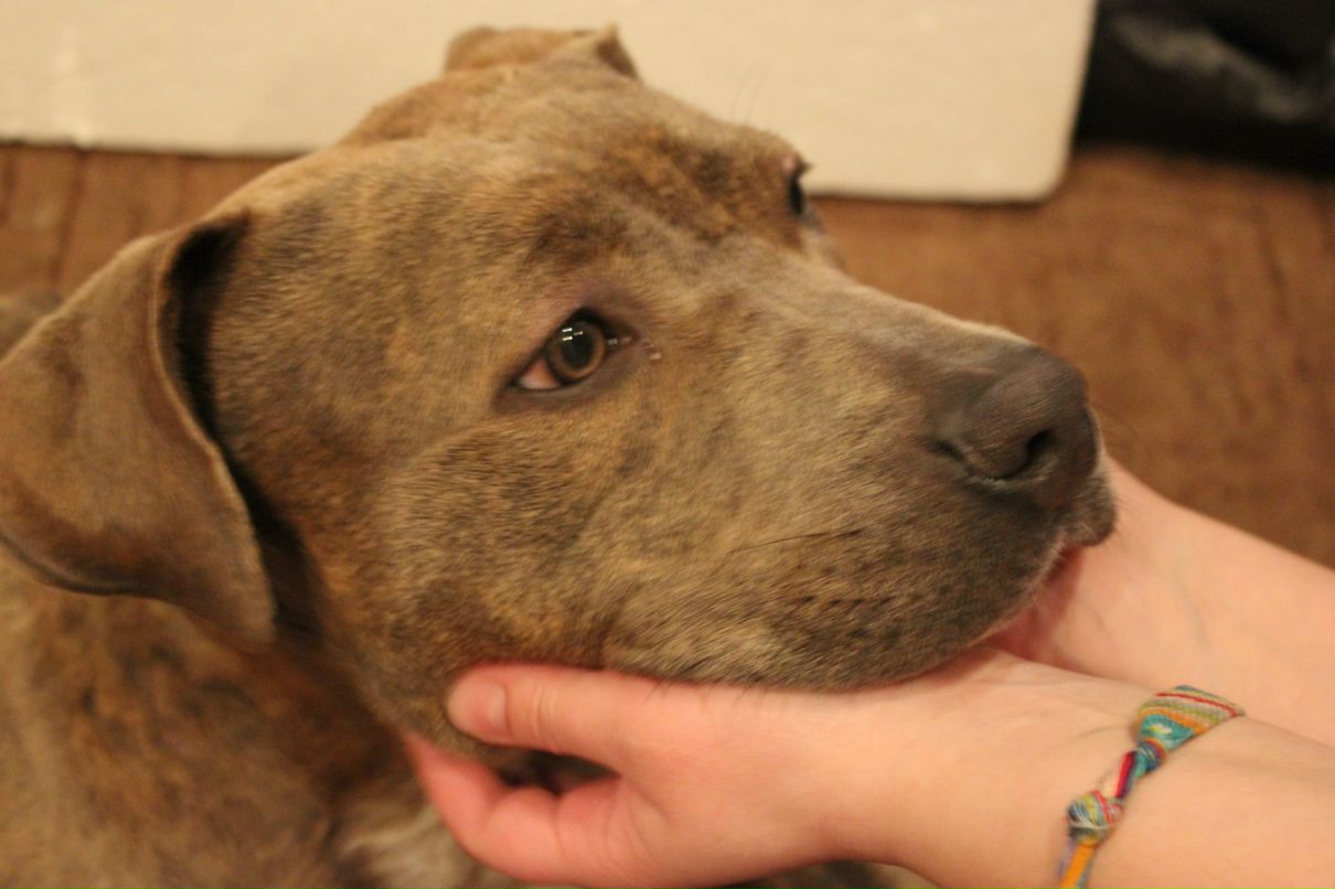 Екатерина Ким | Дукент