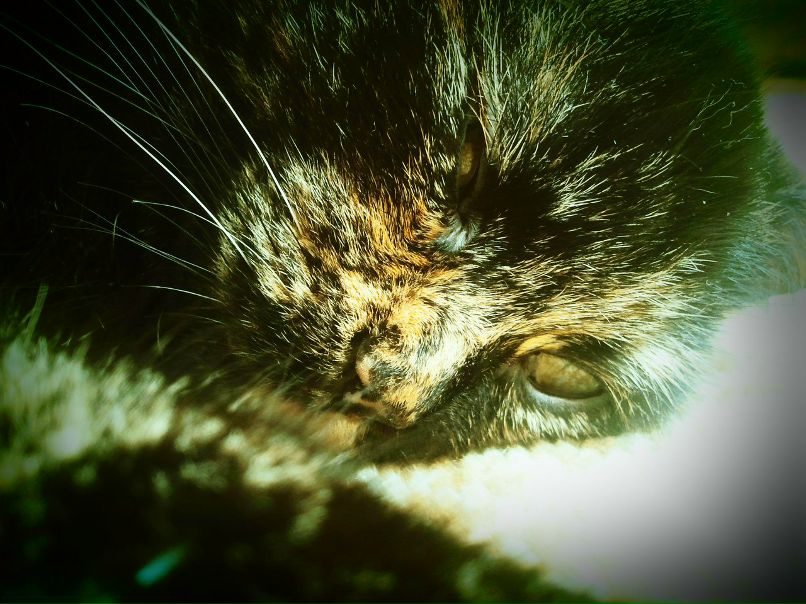 Александр Воронин | Горки