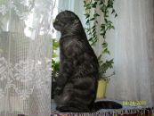 Фотография Светлана Несклонная