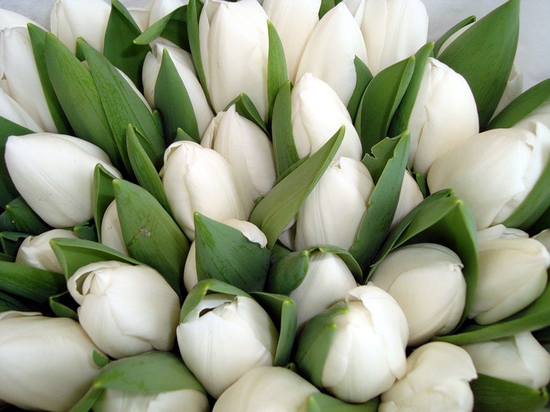 Оксана Альтемирова | Благовещенск