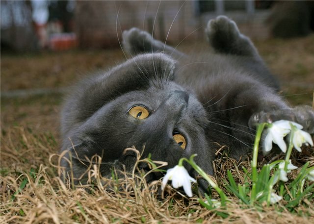 Верона Некроева | Калининград