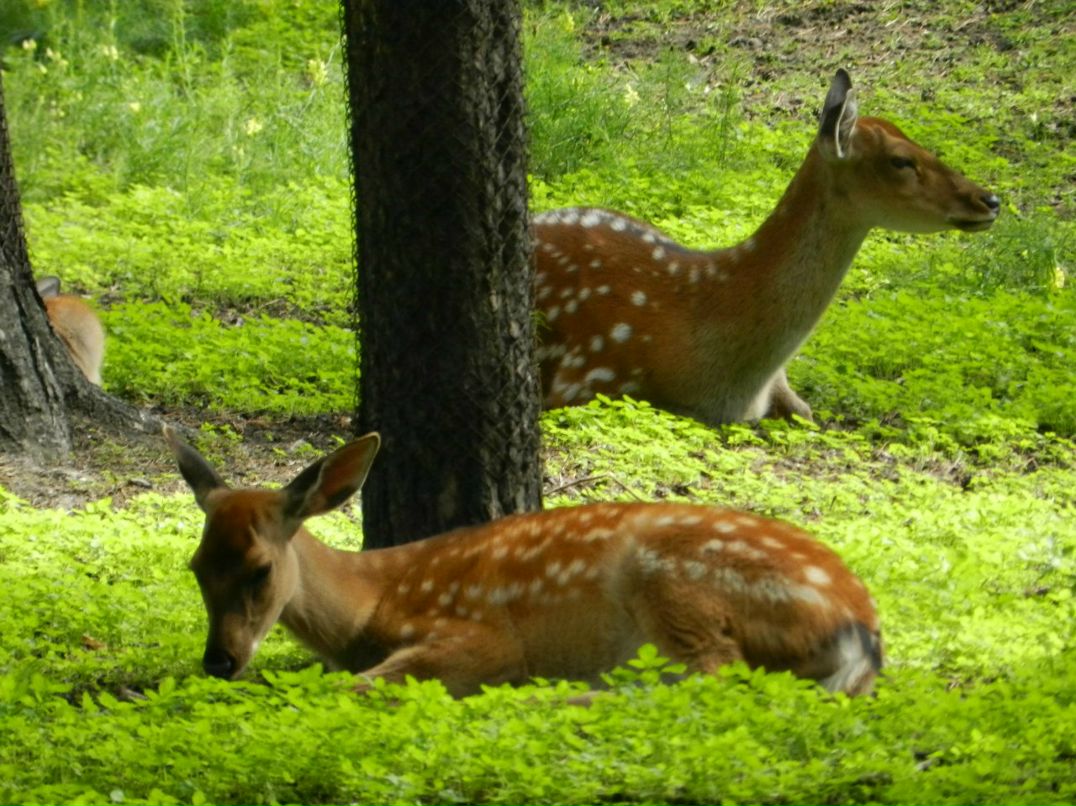 Дмитрий Киселёв | Новосибирск