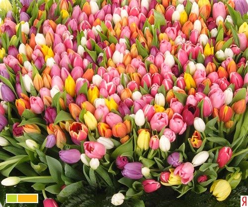 Оля Чёрная | 