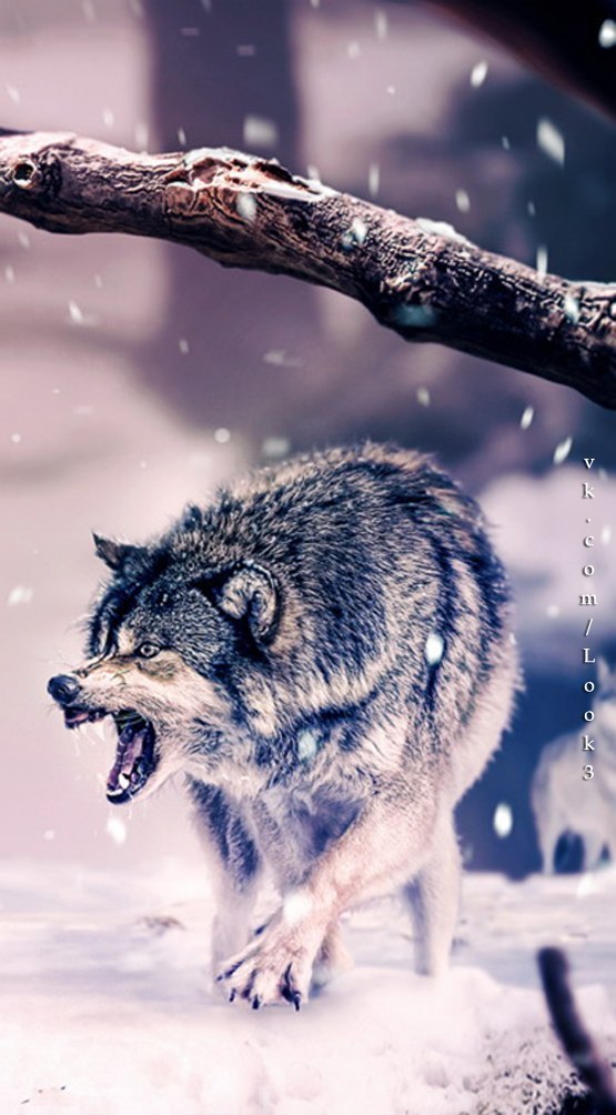 Максим Семин | Николаев