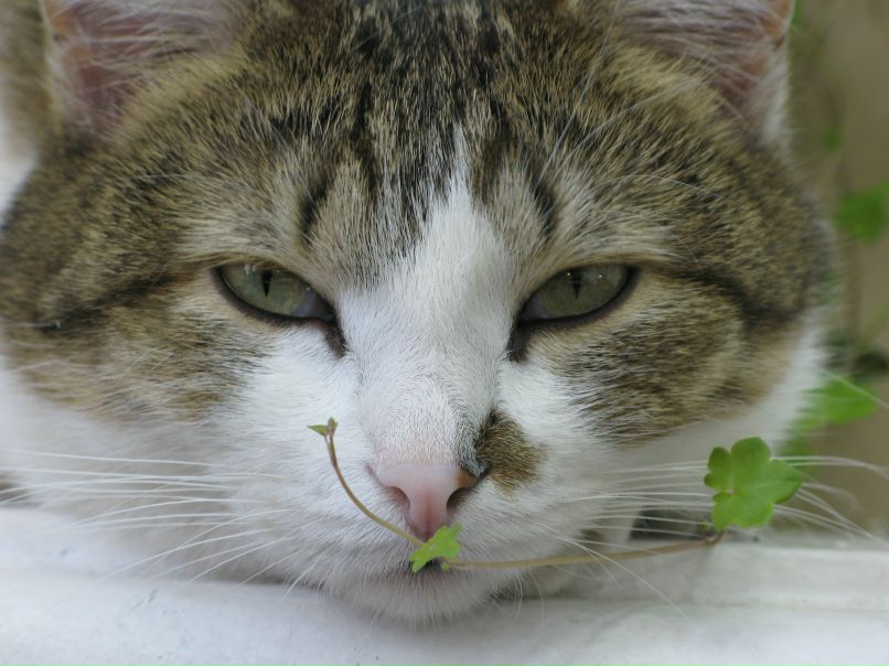 Екатерина Пуазейль | Москва