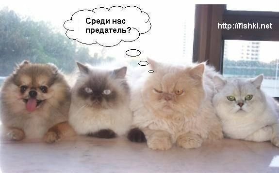 Анюта Lion | Харьков