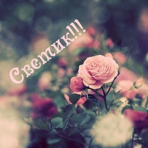 Светлана Сашина | Санкт-Петербург