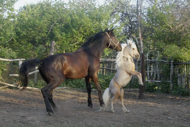 №109, Надежда Стахурская, 49 лет, Старый Оскол №109, Надежда Стахурская, 49 лет, Старый Оскол