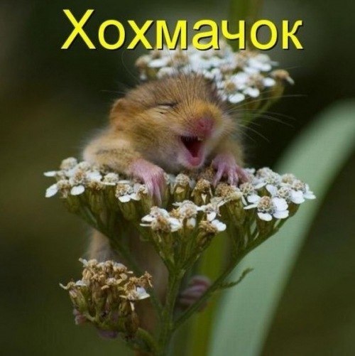 Илларион Стракович | 