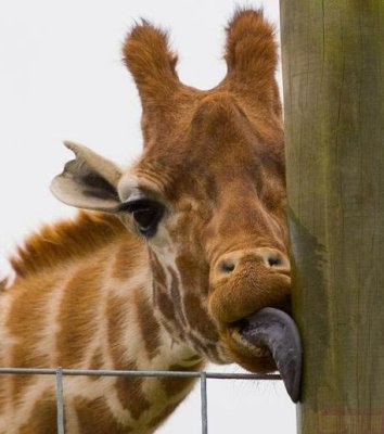 Лена Кобильчак | Полонное