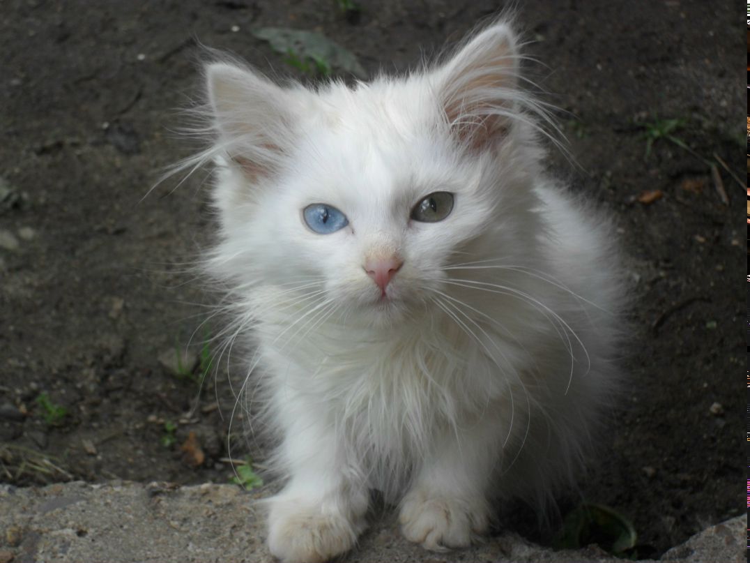 Светлана Ахломова | Санкт-Петербург