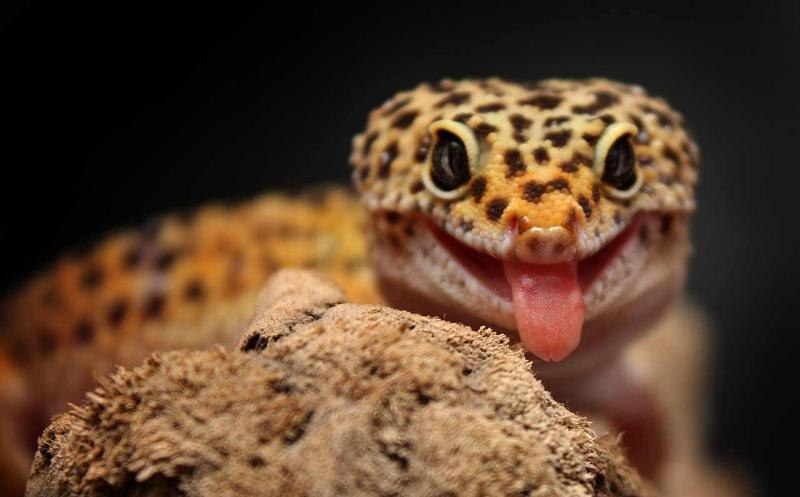 Лидия Руднева | Москва