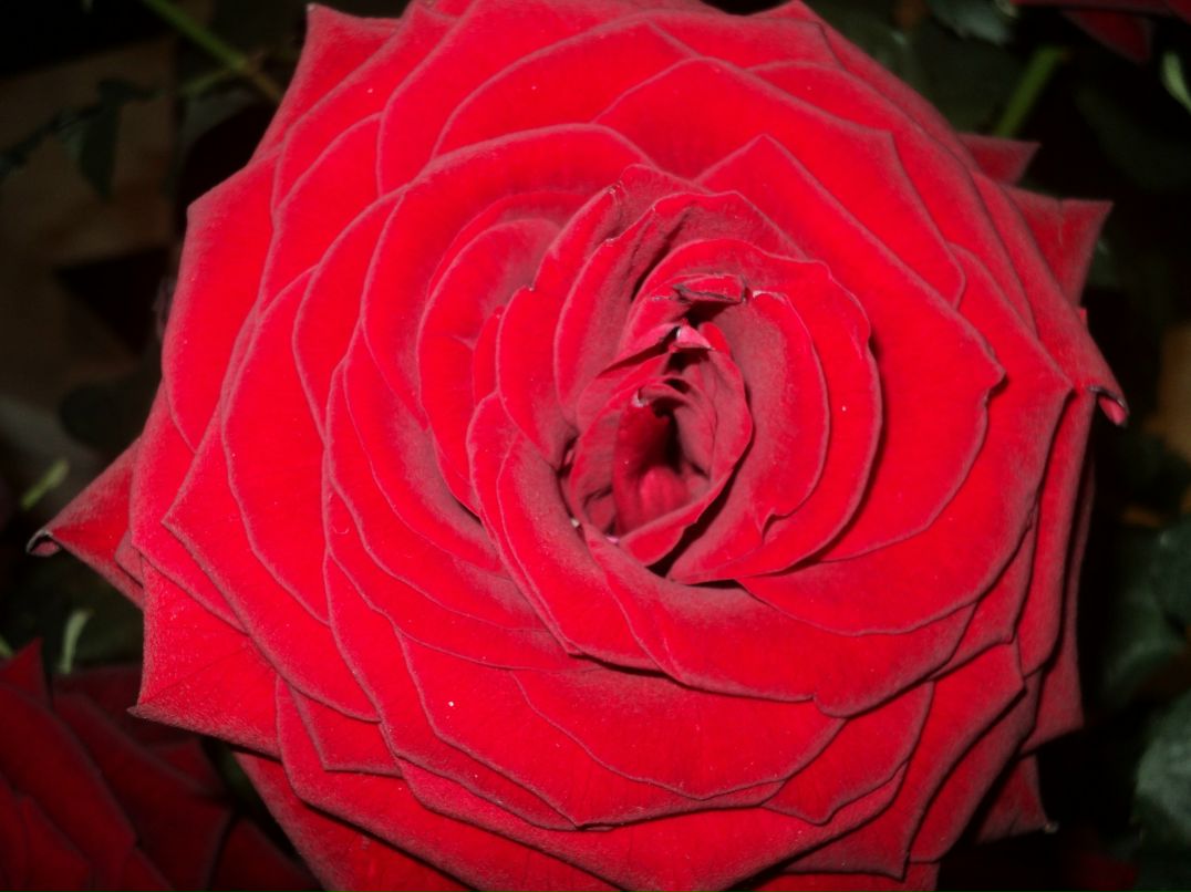 Анна Стрыгина | 