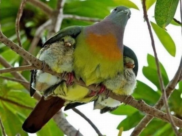 Любовь Персикова | 