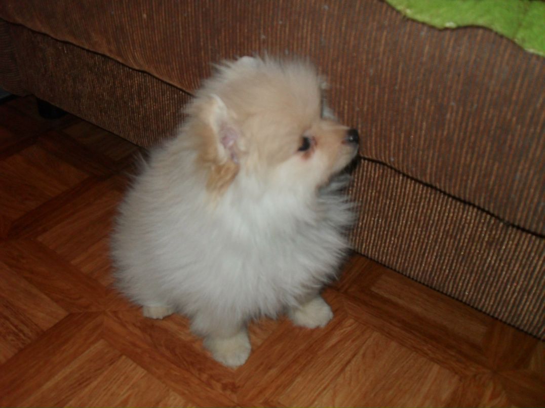 Макс Данилофф 8 Безумный койот 8 | Зеленоград