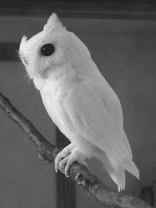 Андрей Петров | 