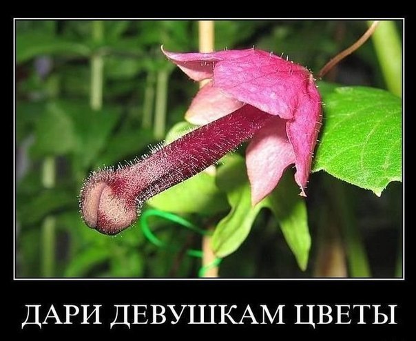 Константин Младший | Киев