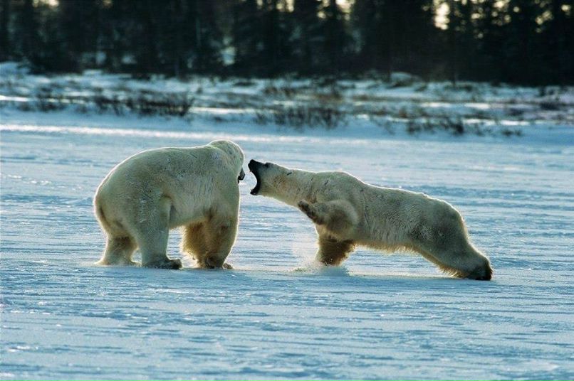 Константин Младший | Киев