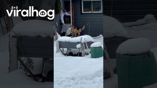 Colliding Dogs Explode Garbage Bag || ViralHog