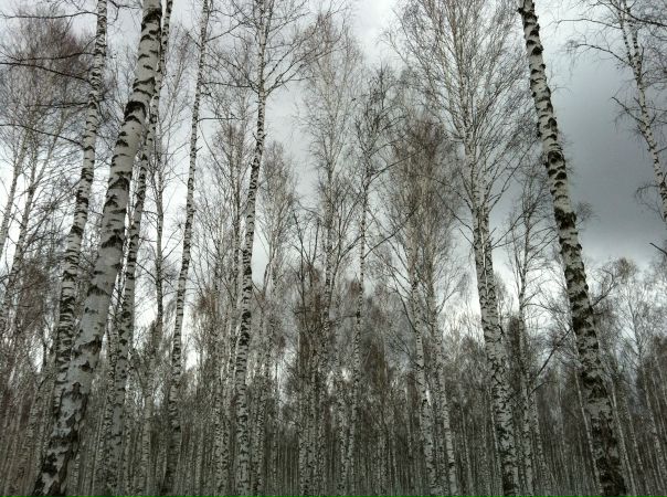 №5, Ольга Вострецова, Leipzig №5, Ольга Вострецова, Leipzig