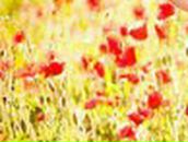 Тарас Закальницький ... | Калуш