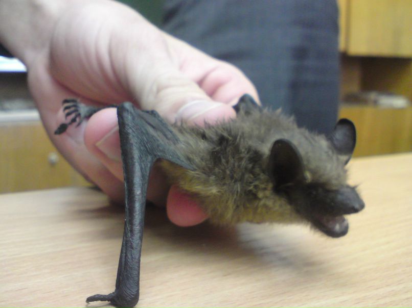 Игорь Дулько | Брест