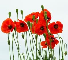 Татьяна Цветкова | Липецк