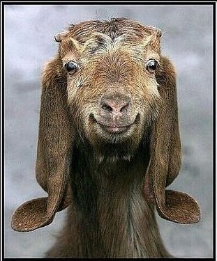 Елена Лялык | Каменец-Подольский