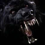 Николай Кульпека | Херсон