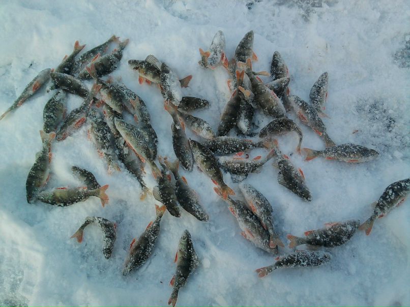 Мел Кравцов Непобедимый | Кривой Рог