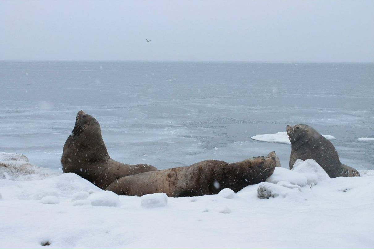 Ольга Давыдова | Петропавловск-Камчатский