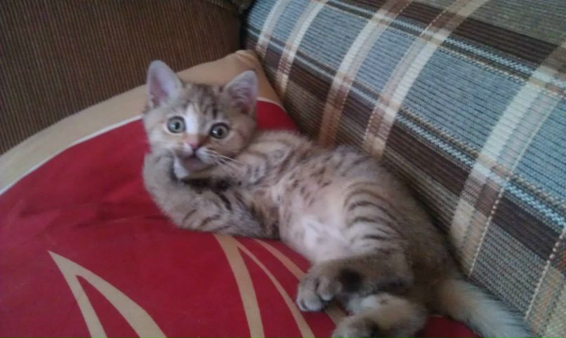 Стас Быстров | Пенза