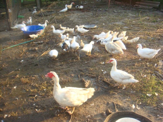 Рома Майбуров | 