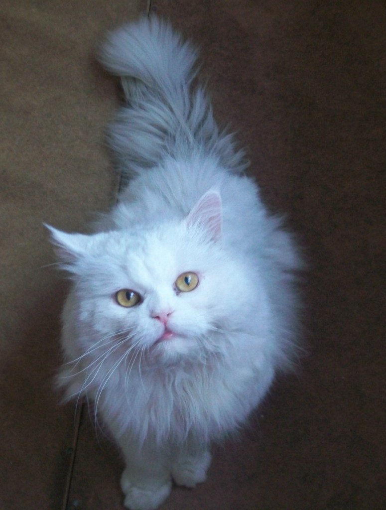 Ольга Рожкова | Стаханов