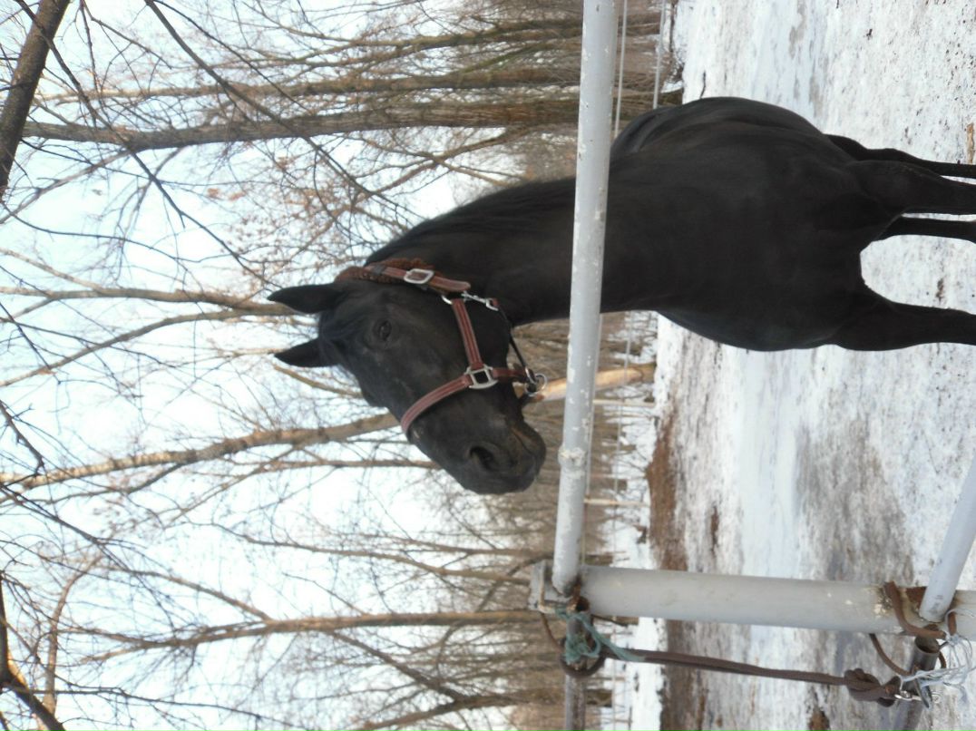 Елизавета Пасичник | Киев