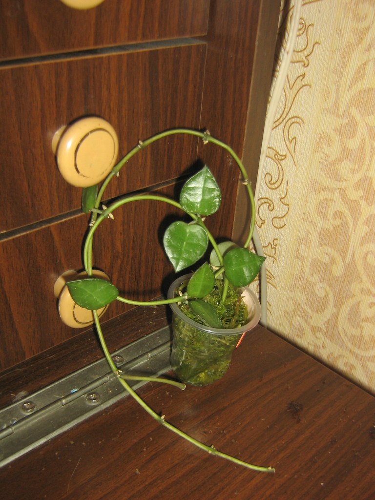 Ольга Атавина | Санкт-Петербург