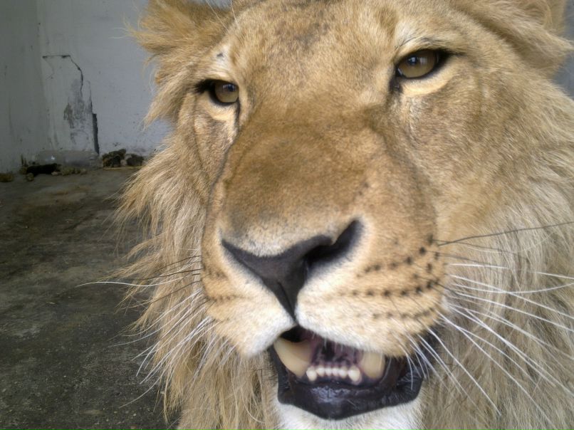 Иса Магомадов | Грозный