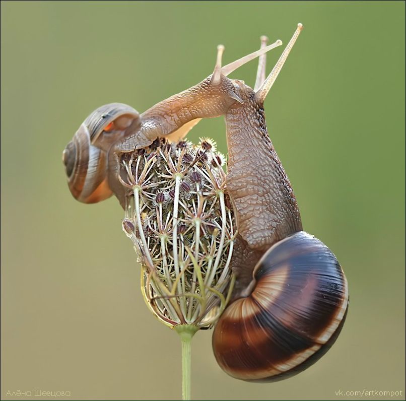 Юлия Элиг | Москва