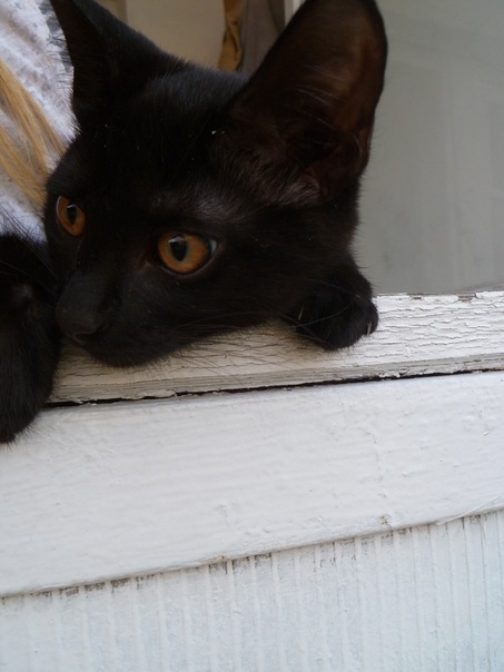 №88, Ольга Фролова-Потоцкая, 35 лет, Владимир №88, Ольга Фролова-Потоцкая, 35 лет, Владимир