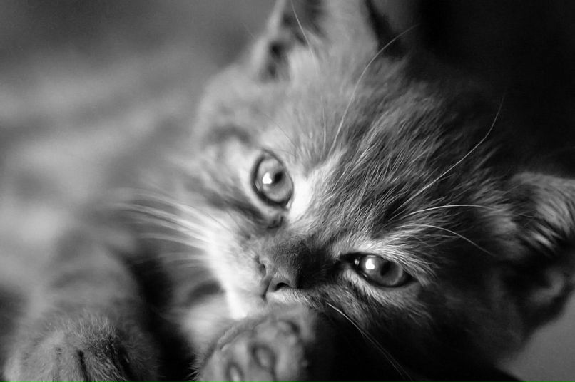 Евгения Воронцова | 