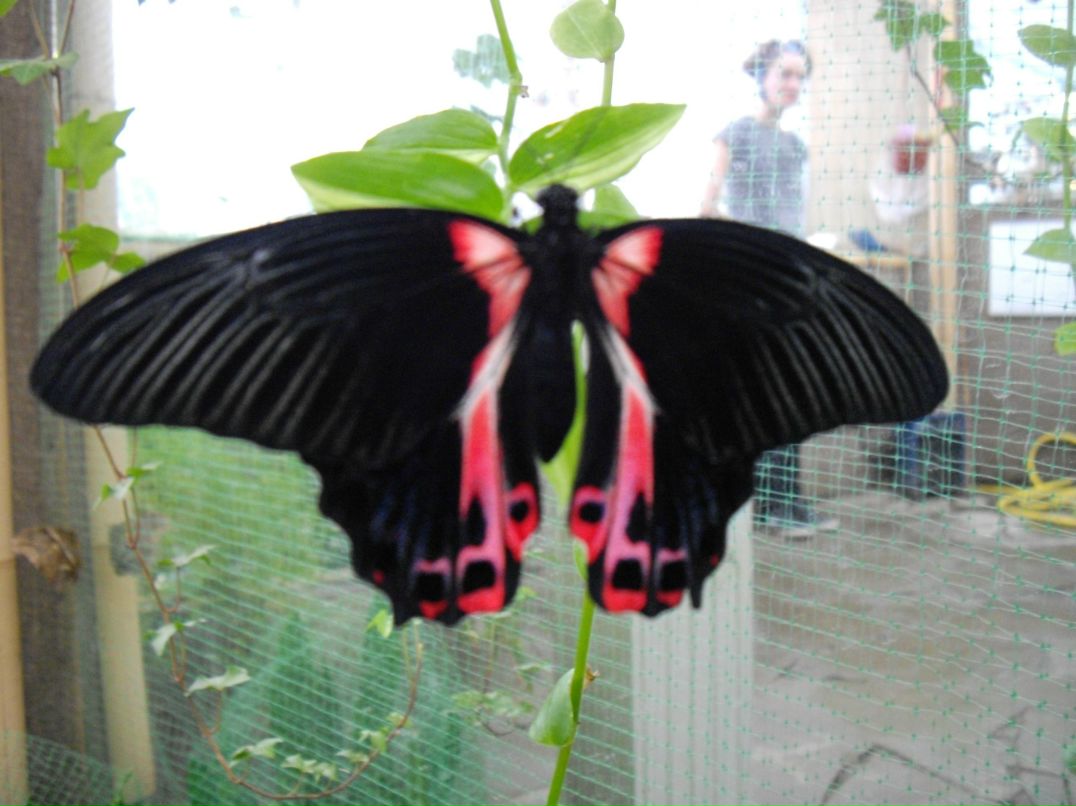 Ира Нечушкина | Санкт-Петербург