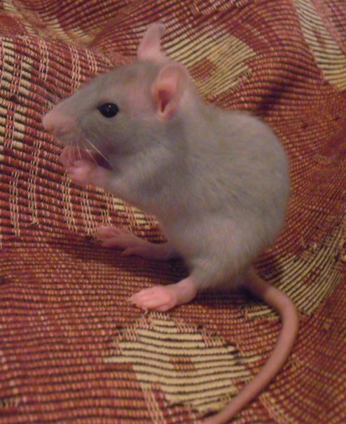 №61, Дарья Кислова, Воронеж №61, Дарья Кислова, Воронеж