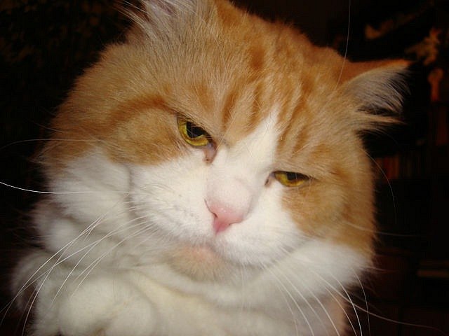 Ирина Колган | Ялта