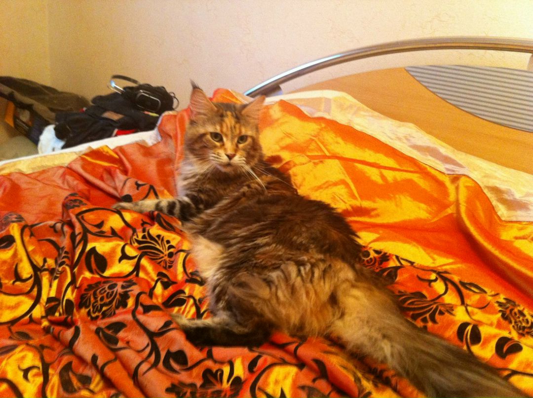 Екатерина Аккузина | Санкт-Петербург