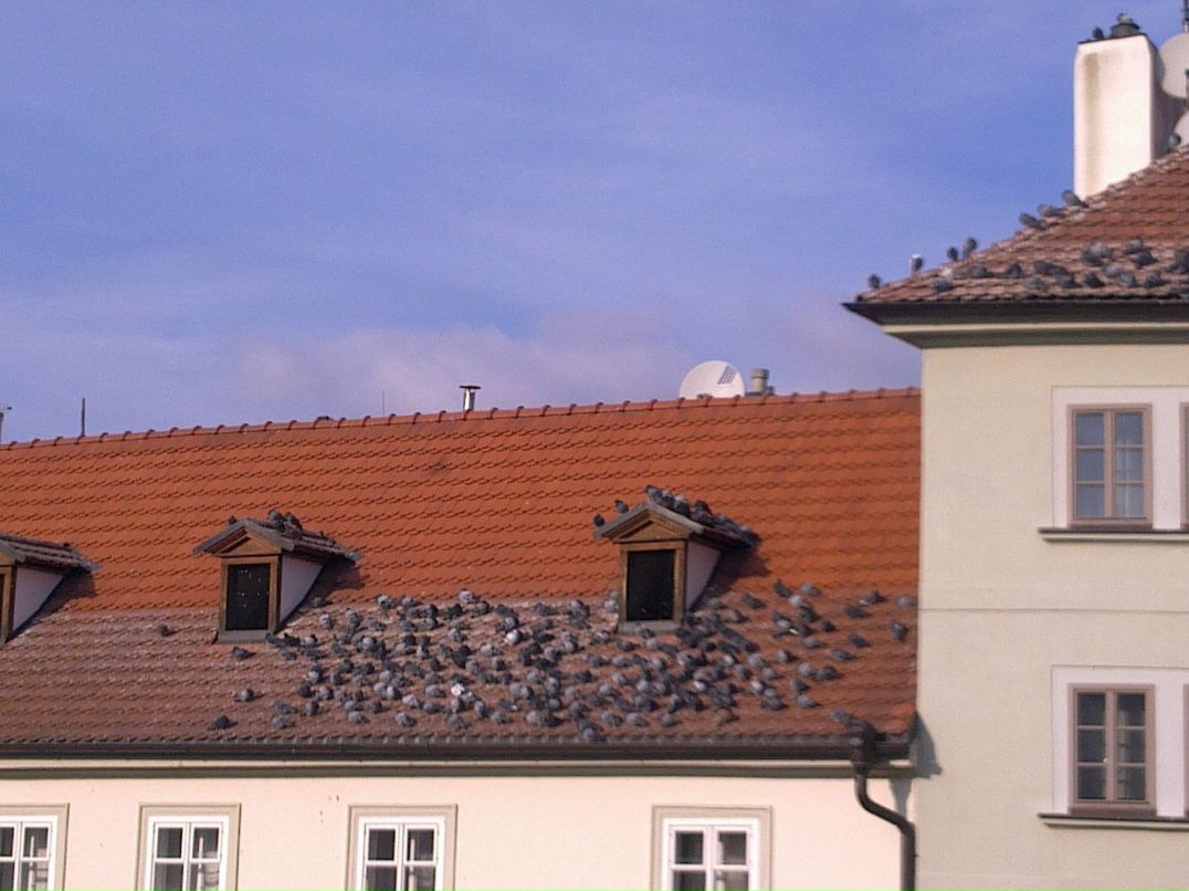 Vera Romanyuk | Mannheim