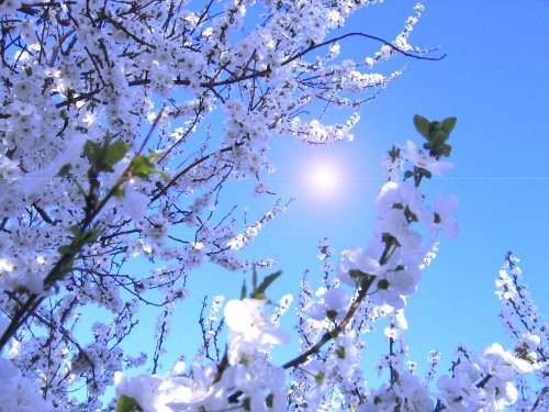 Мария Сарибекян | Великий Новгород