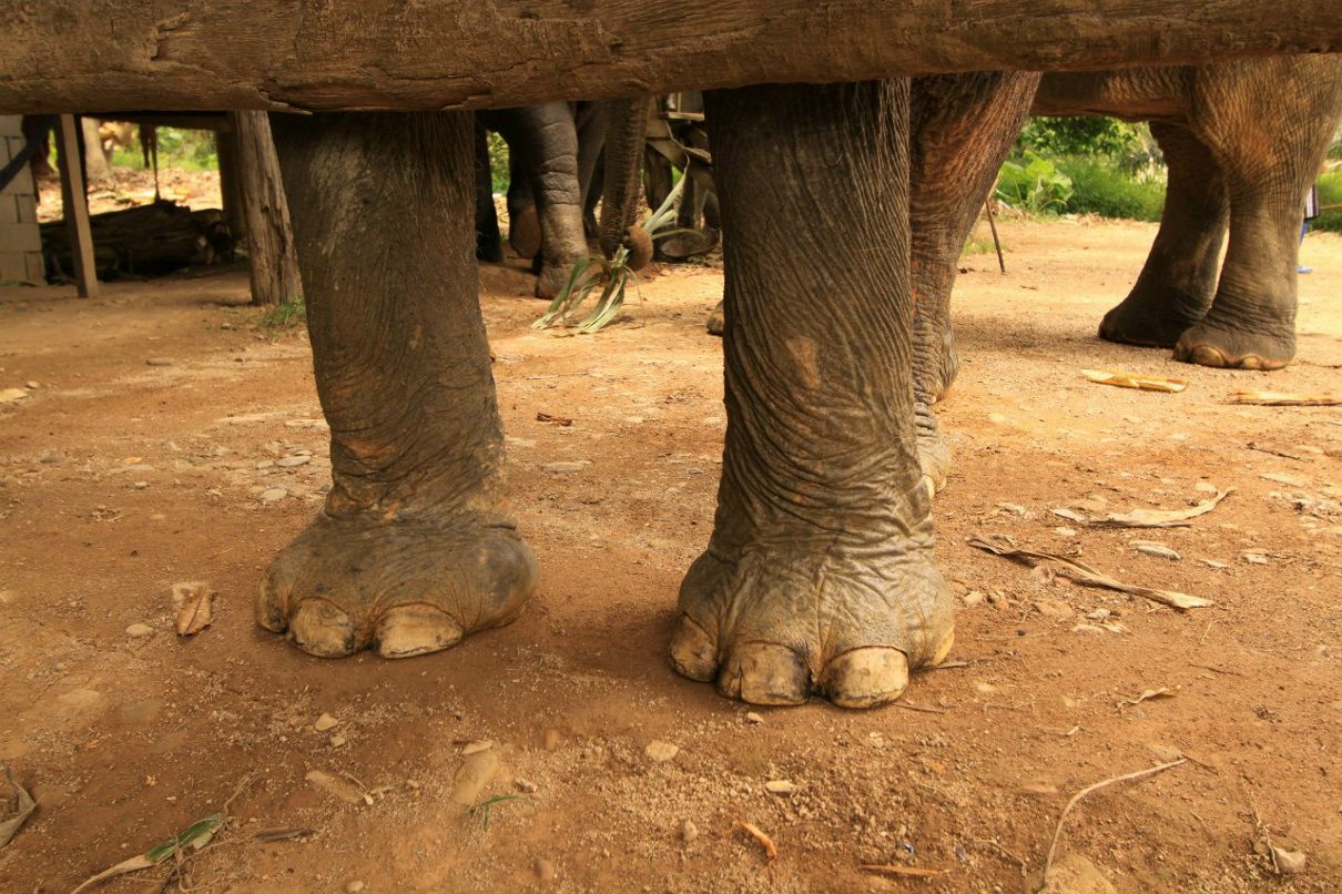 Александр Ковалёв | Paris